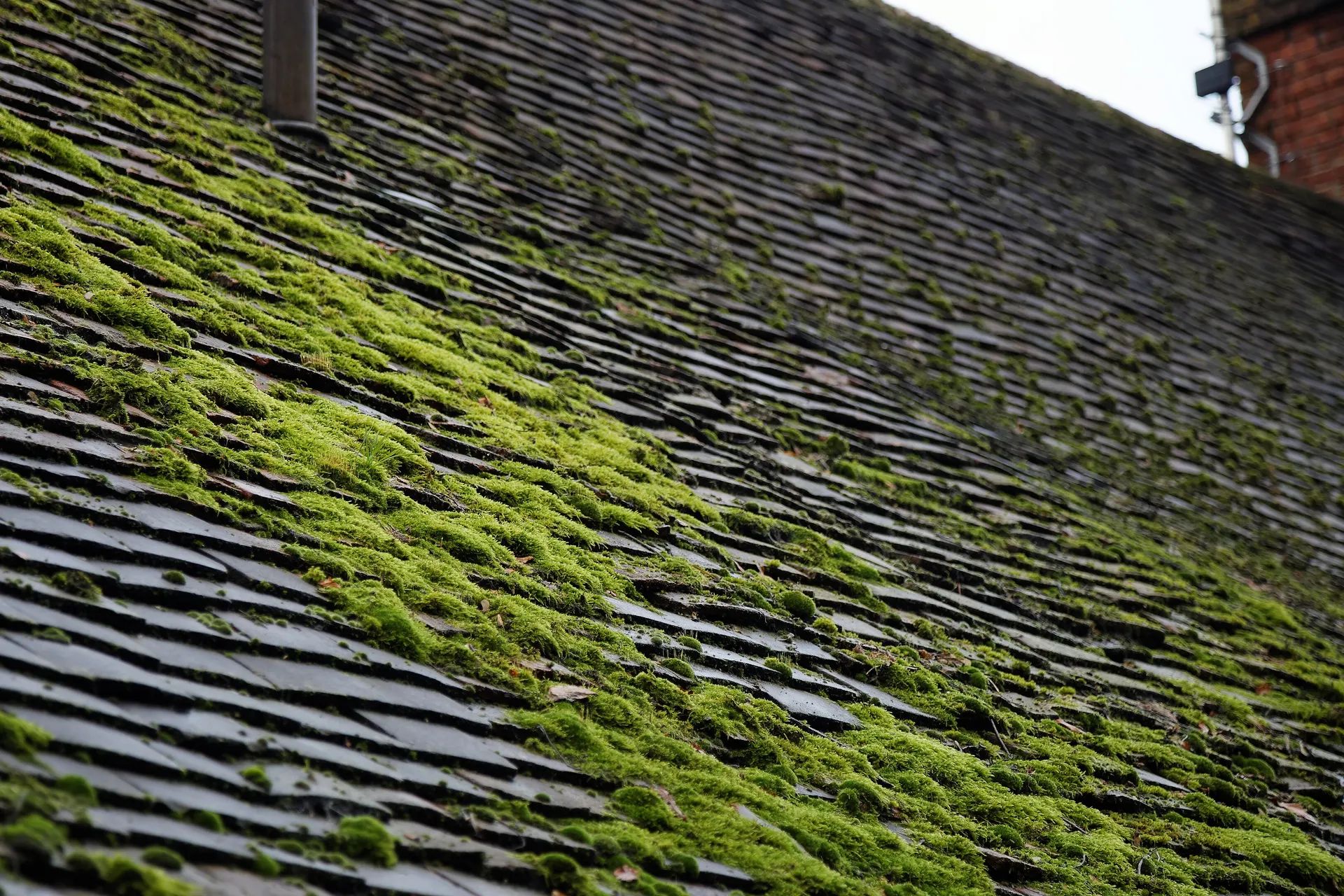 Toiture couverte de mousse